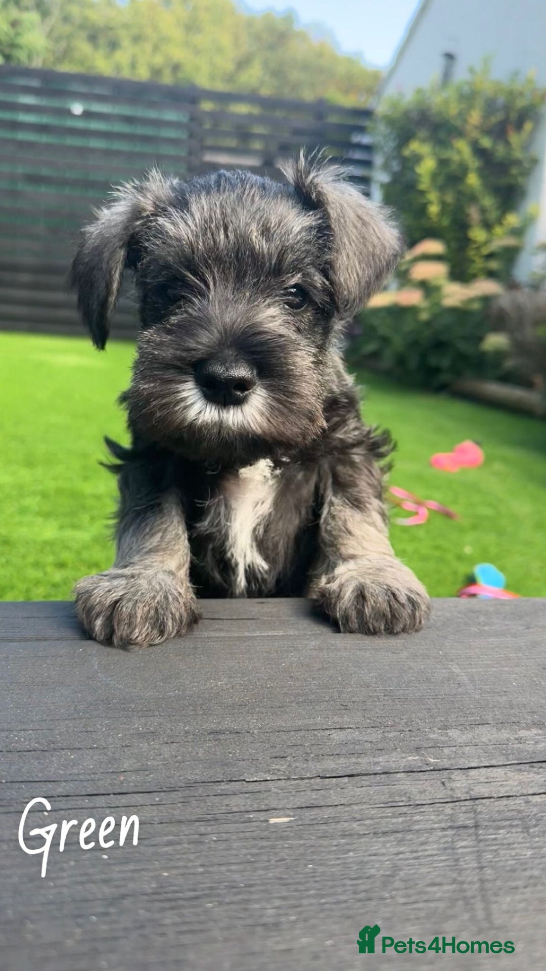 Miniature Schnauzer dogs for sale: Ready for our forever home’s miniature schnauzers  - Image 20