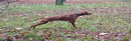 Hungarian Vizsla dogs for stud: KC Hungarian Vizsla for Stud - Advert 6