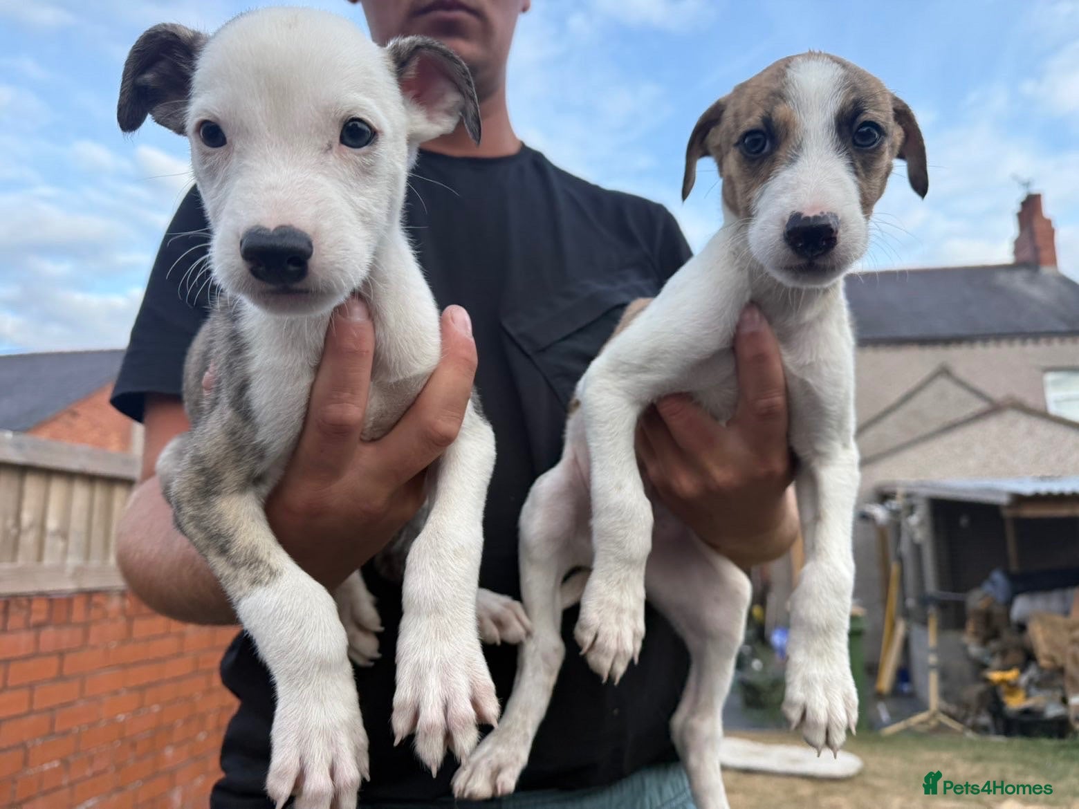 Lurcher dogs Collie whippet bull greyhound pups for sale  - Advert 11