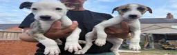 Lurcher dogs for sale: Collie whippet bull greyhound pups for sale  - Advert 5