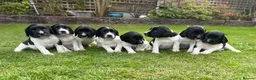 English Springer Spaniel dogs for sale: KC Registered English Springer Spaniel puppies - Advert 8