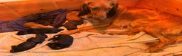 Irish Doodle dogs for sale: Irish Gordon Doodles - Advert 2