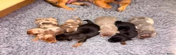 Jack Russell dogs for sale: Rainbow litter of Miniature Jack Russel Pups  - Advert 8