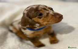 Miniature Dachshund dogs for sale: Mini Dachshund KC Reg -  ONLY 3 MALE PUPS LEFT!  - Advert 11