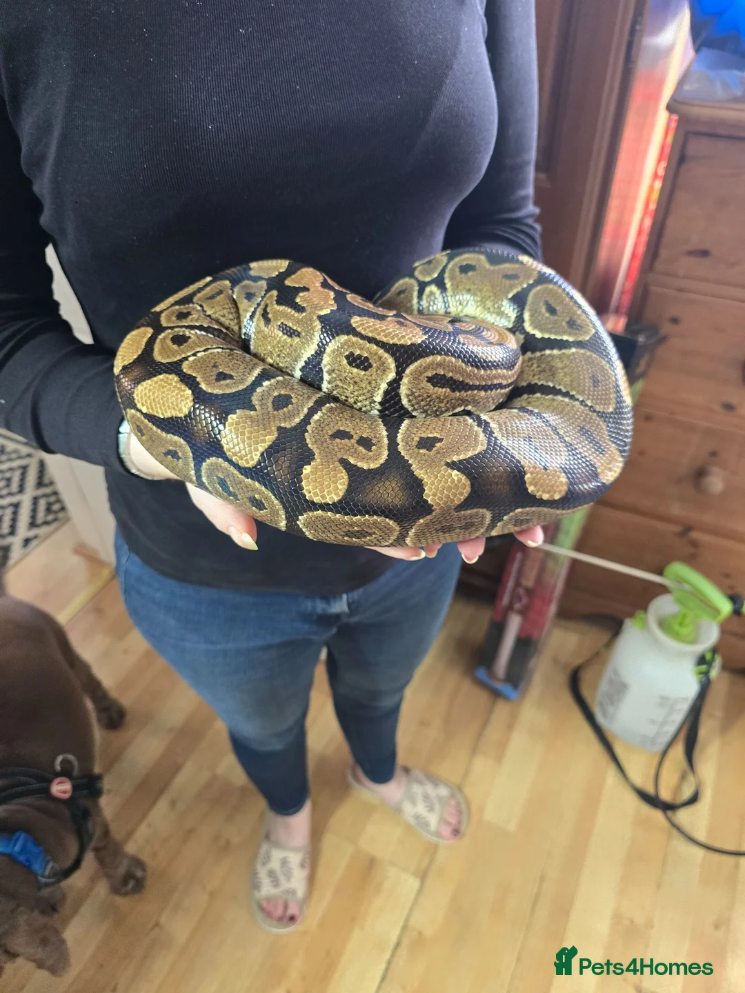 Python Snake reptiles for sale: Female normal royal python  - Advert 2