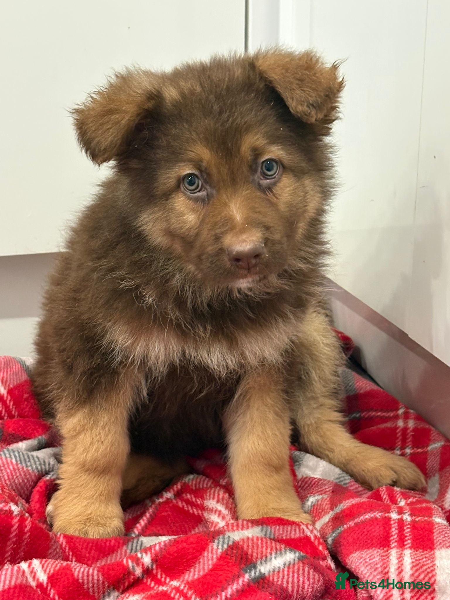 German Shepherd dogs 2 beautiful German shepherd puppies  - Advert 14