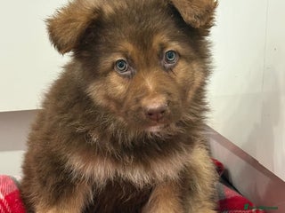 German Shepherd dogs 2 beautiful German shepherd puppies - Advert 14