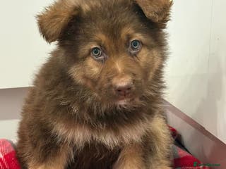 German Shepherd dogs 2 beautiful German shepherd puppies - Advert 4