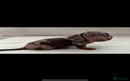 Miniature Dachshund dogs for sale: Gorgeous rainbow litter of miniature dachshund’  - Image 8