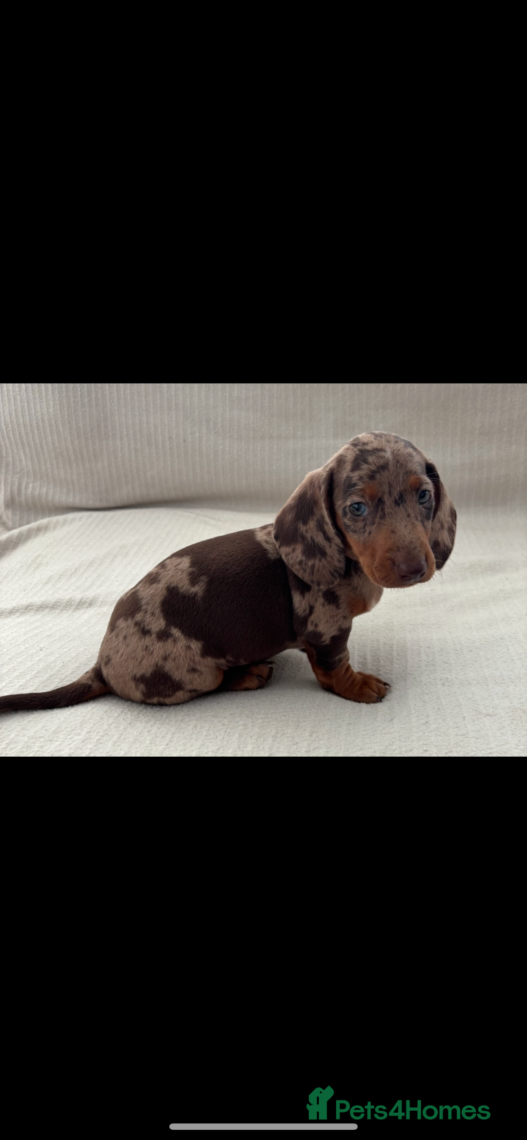 Miniature Dachshund dogs for sale: Gorgeous rainbow litter of miniature dachshund’  - Image 8