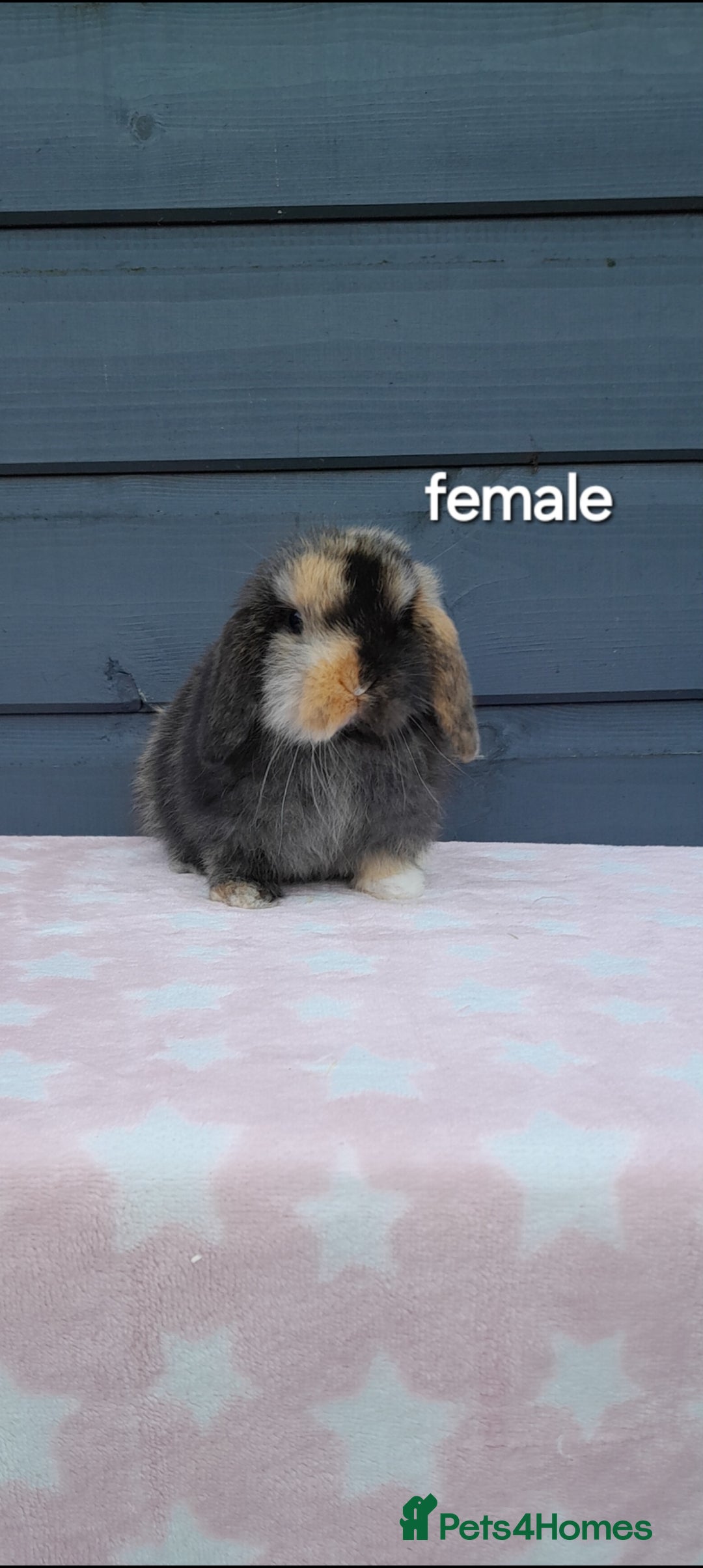 Mini Lop rabbits Purebred mini lops ready now  - Advert 4