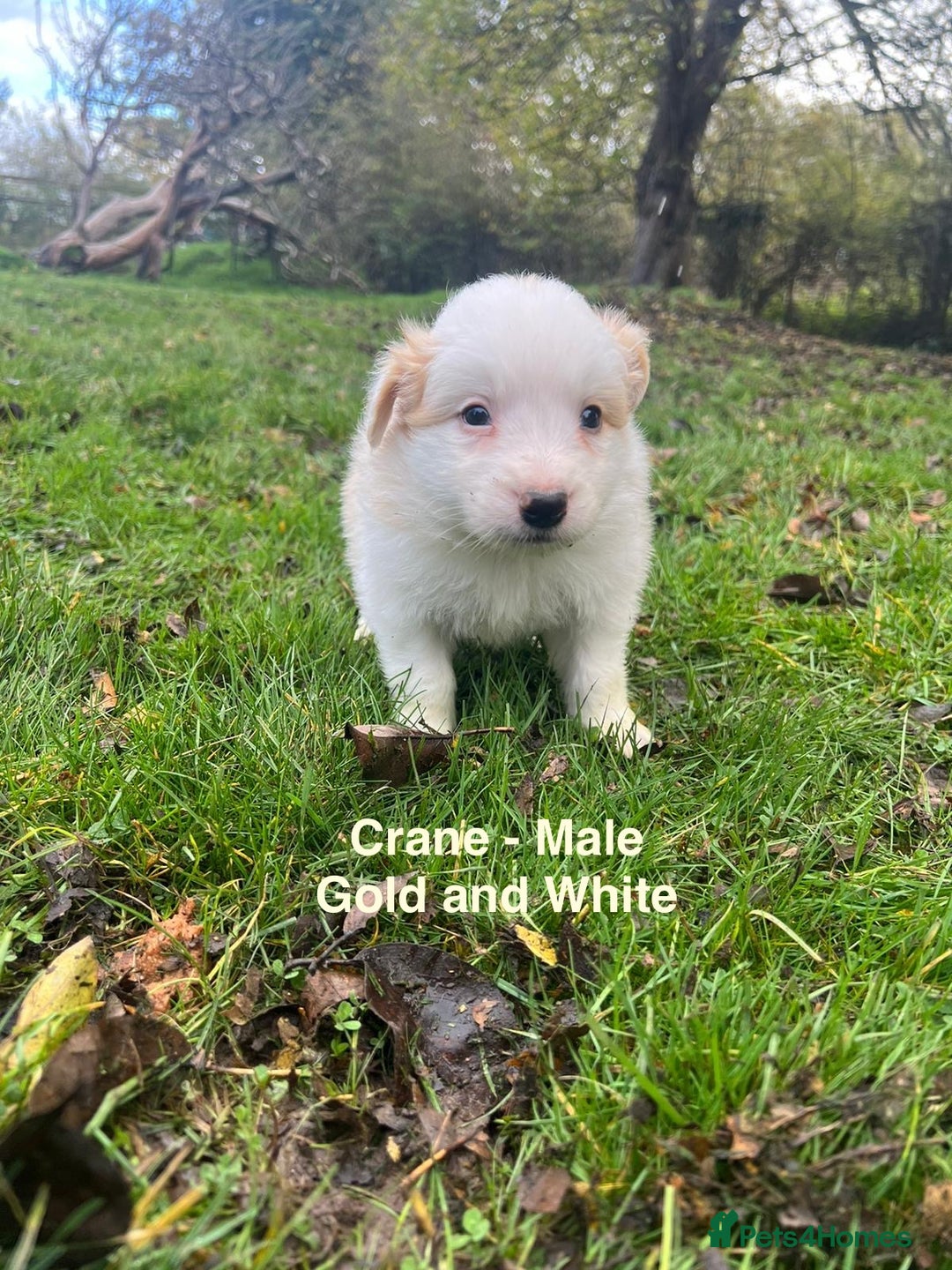 Border Collie dogs for sale: Pure Bred Border Collie Puppies For Sale - Image 10
