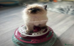 Ragdoll cats for sale: SEAL COLOURPOINT RAGDOLL  - Image 4
