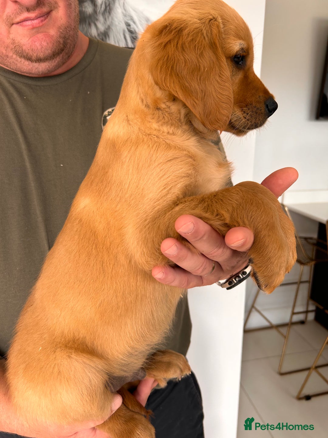Golden Retriever dogs for sale: Golden Retriever Puppies  - Image 11