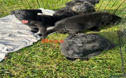 German Shepherd dogs for sale: German shepherd puppies  - Image 9