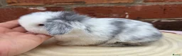 Mini Lop rabbits for sale: Pure bred pedigreed mini lops  in Leeds - Advert 2