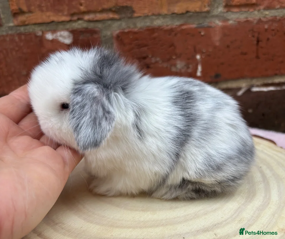 Mini Lop rabbits for sale: Pure bred pedigreed mini lops  in Leeds - Advert 2