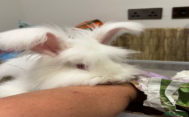 Angora rabbits - Advert 3
