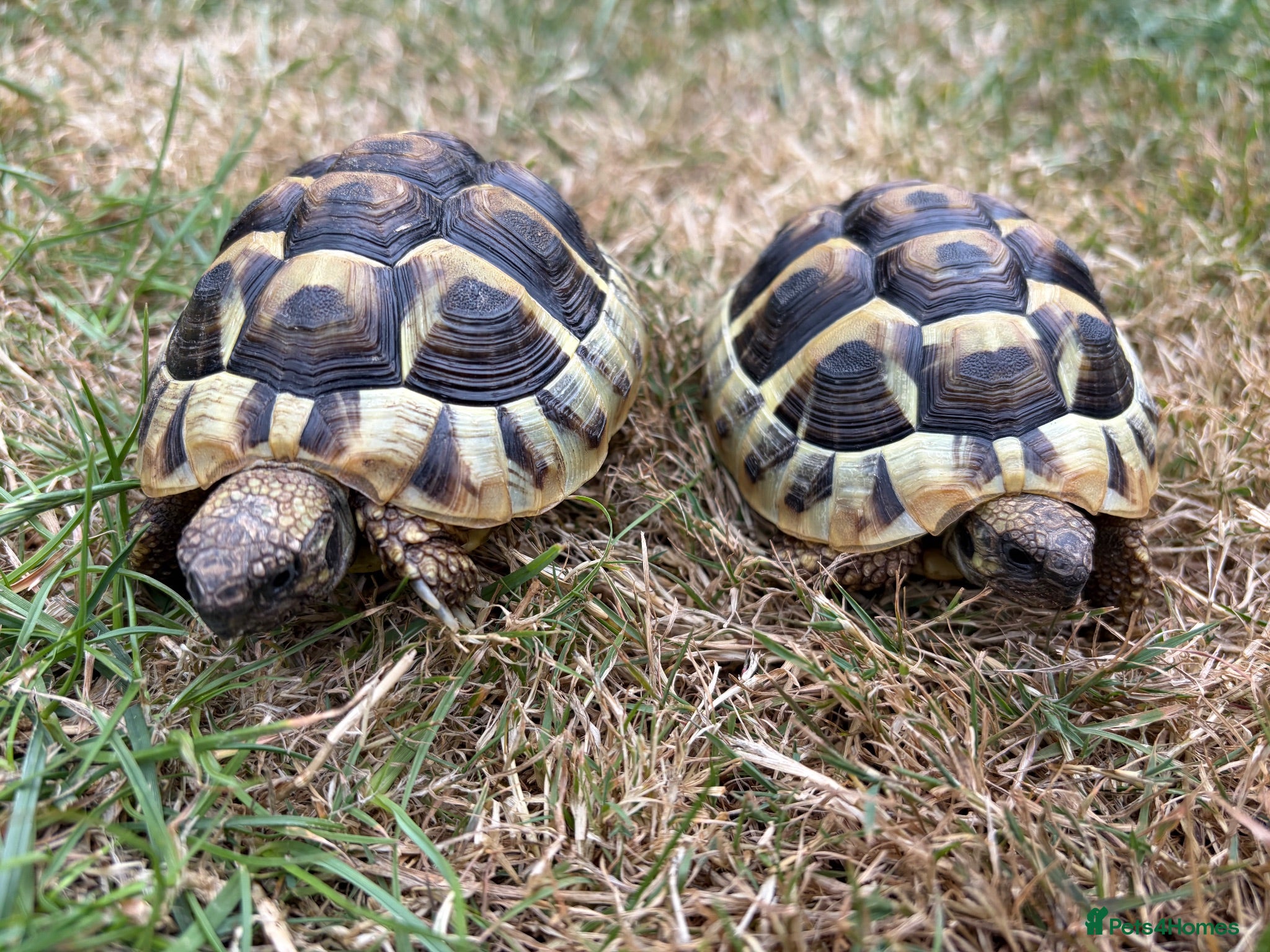 Hermann Tortoise reptiles Herman Tortoise 4 years (born 10/09/2022) - Advert 4