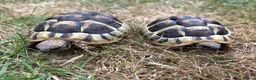 Hermann Tortoise reptiles for sale: Herman Tortoise 4 years (born 10/09/2022) - Advert 1