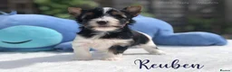 Yorkshire Terrier dogs for sale: Beautiful Litter of Six Biewer Terriers! - Advert 26