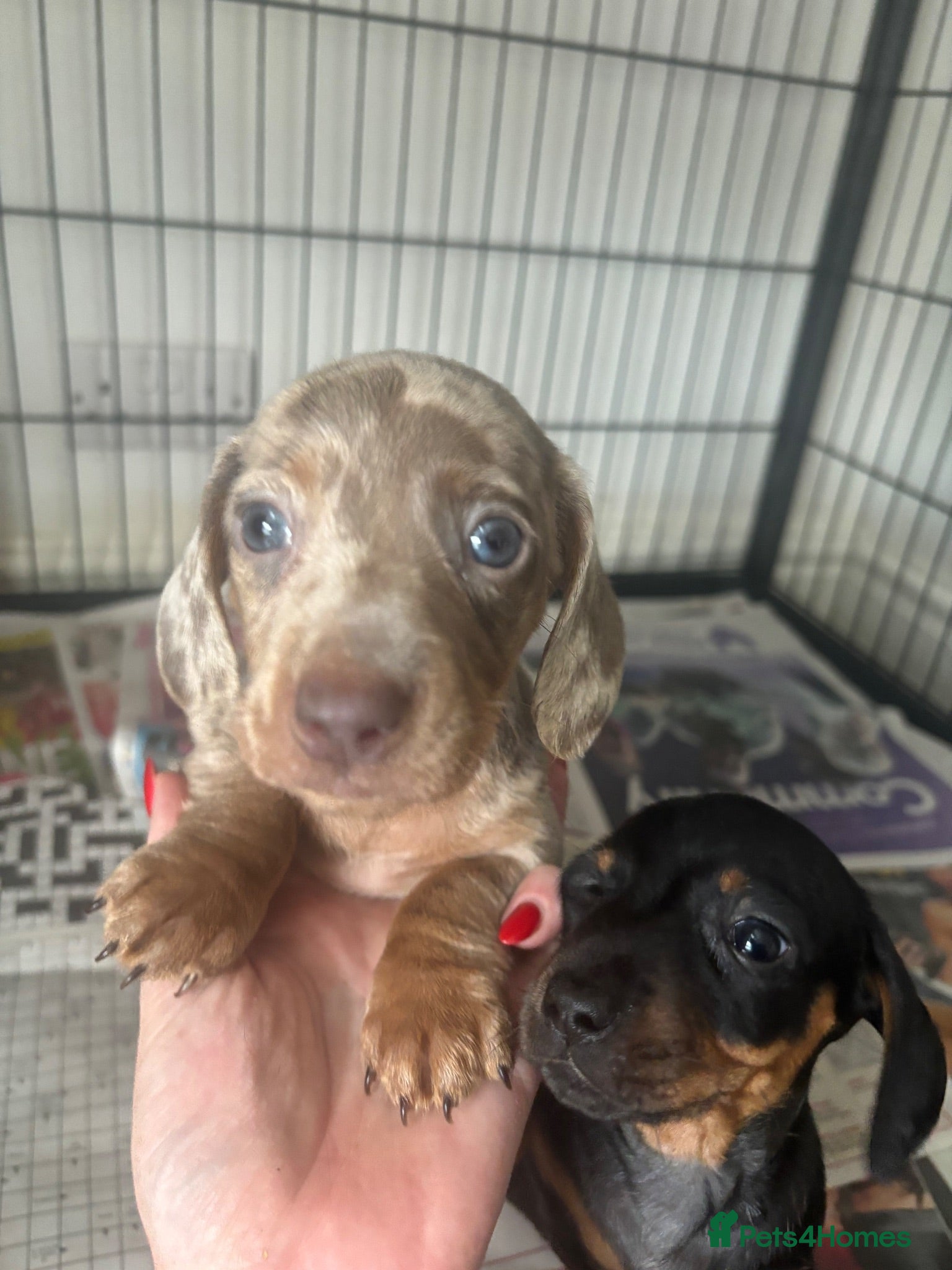 Miniature Dachshund dogs Miniature dachshund puppies - Advert 2