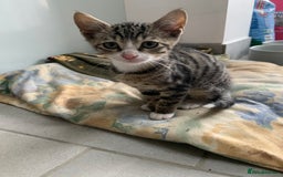 Bengal cats for sale: Bengal cross kittens - Image 1