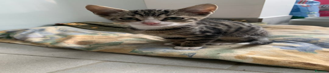Bengal cross Kitten 1