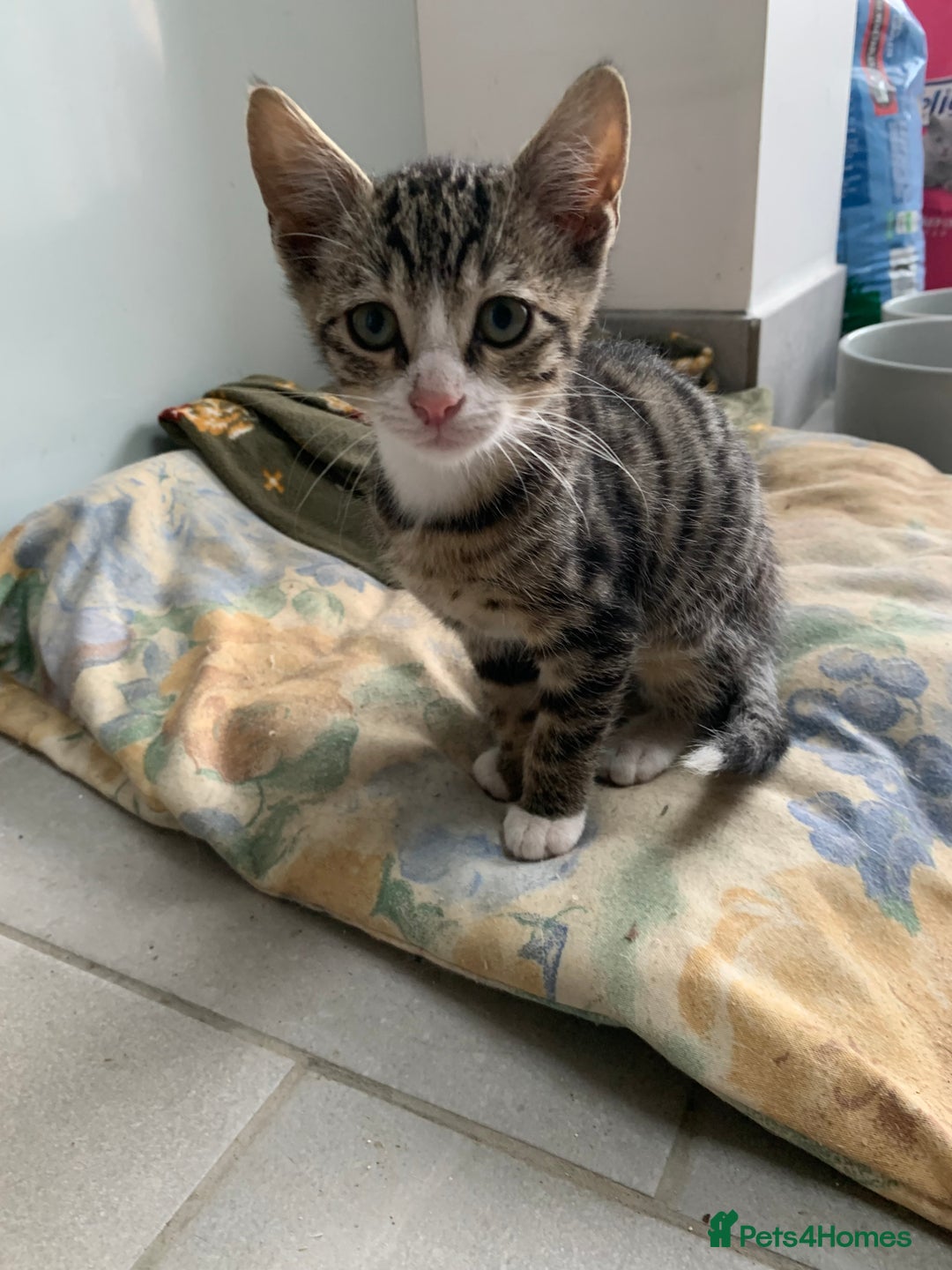 Bengal cats for sale: Bengal cross kittens - Image 1
