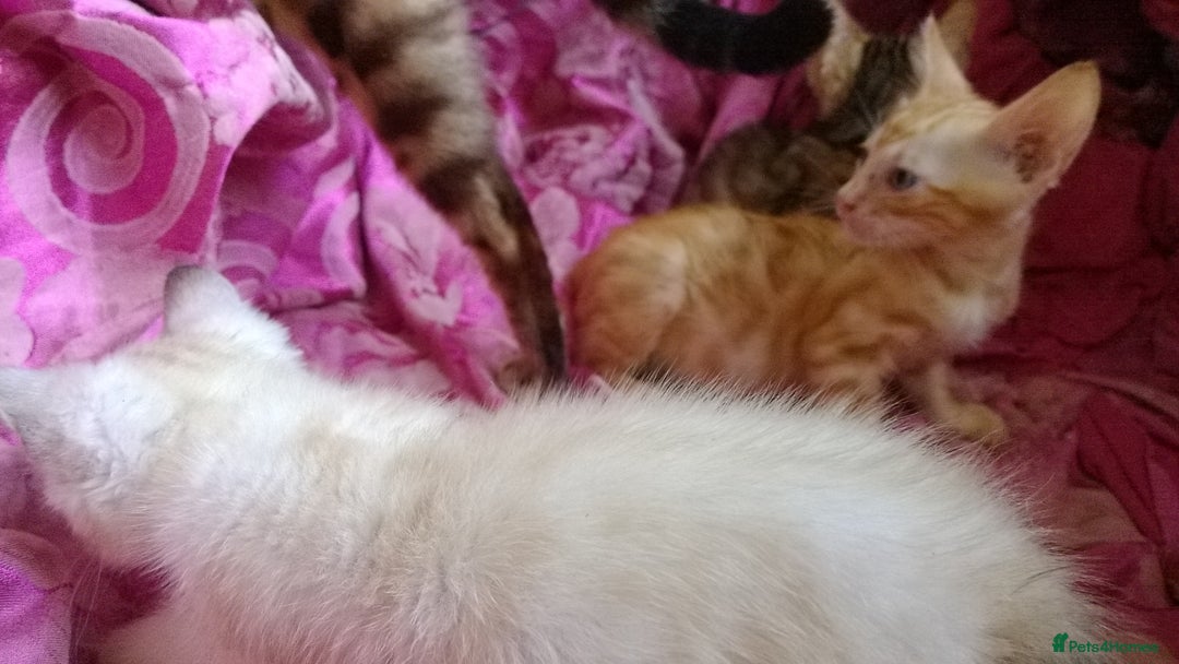 Mixed Breed cats for sale: Six Lovely Brown and Ginger Kittens - Image 5
