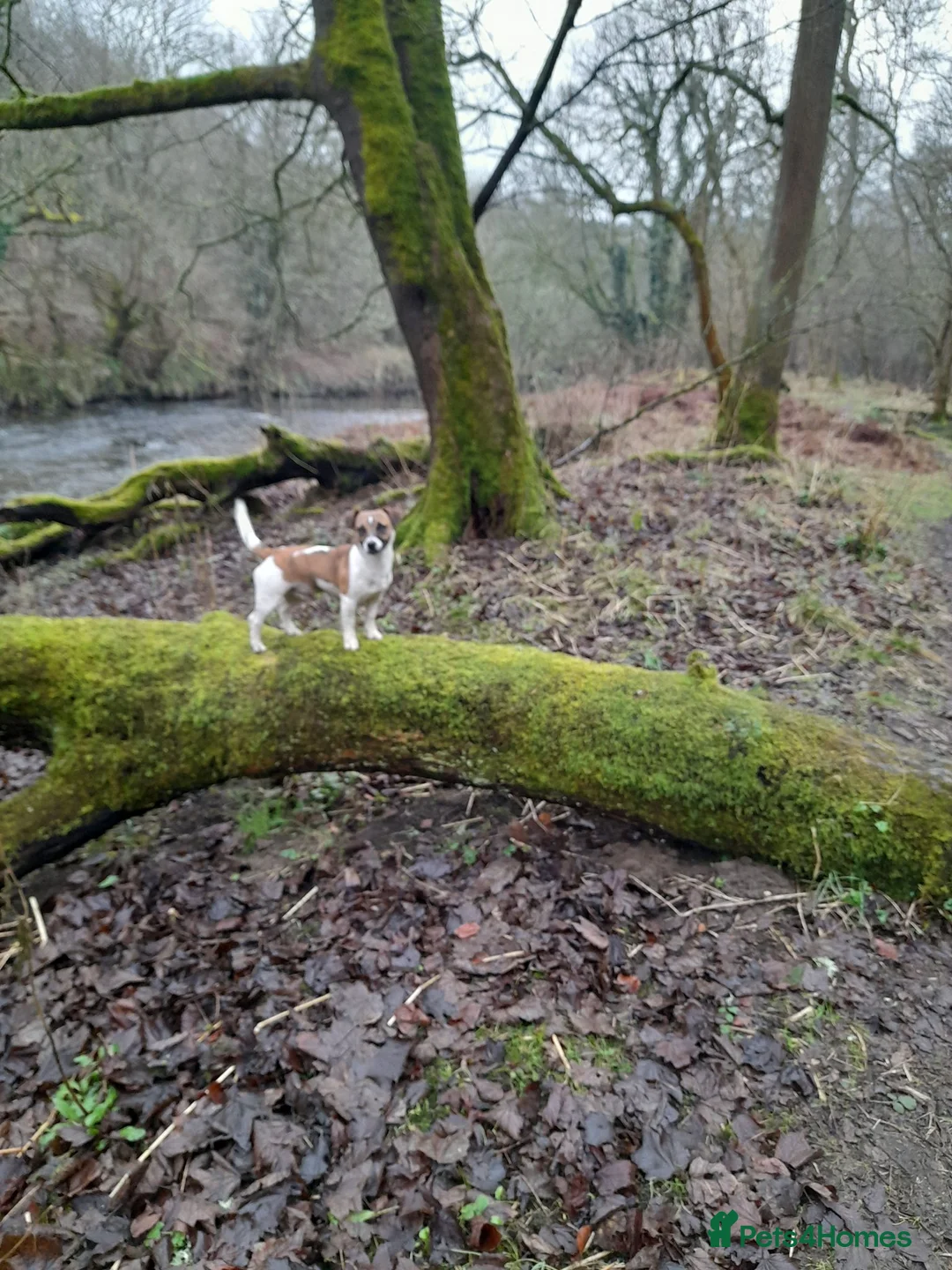 Jack Russell dogs for stud: Miniature Jack Russell for Stud in Newcastle upon Tyne - Advert 3