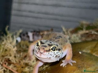 Leopard Gecko reptiles Leopard gecko - Advert 6