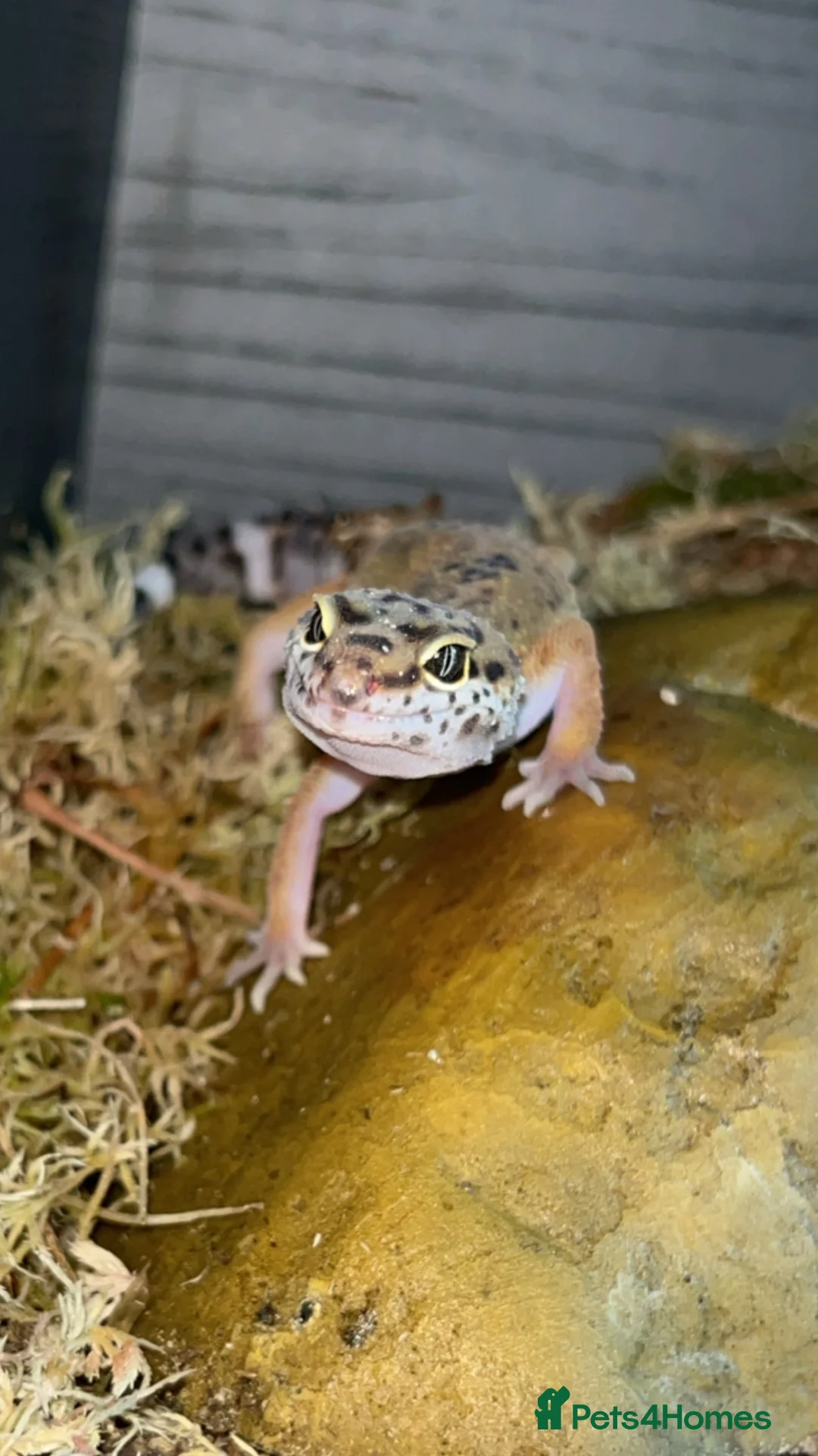 Leopard Gecko reptiles for sale: Leopard gecko  - Advert 3