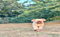 Cockapoo dogs for sale: LOVELY COCKAPOO FEMALE AFTER A NEW FAMILY HOME!!!! - Image 7