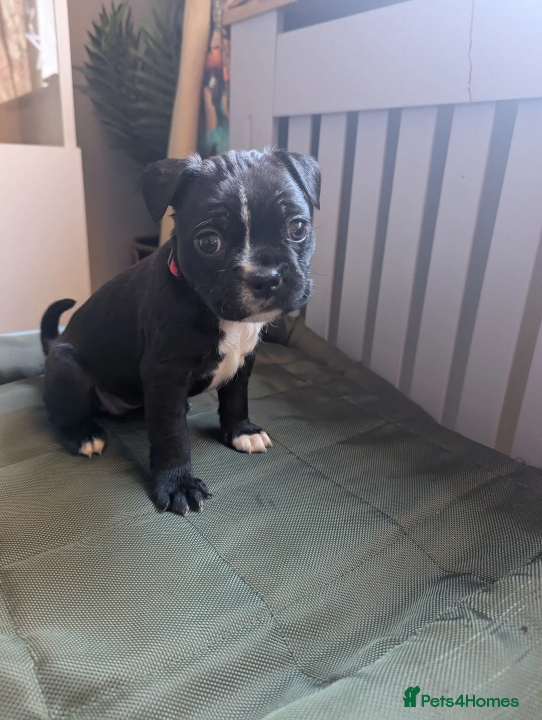 Boston Terrier dogs for sale: Boston X  - Advert 20