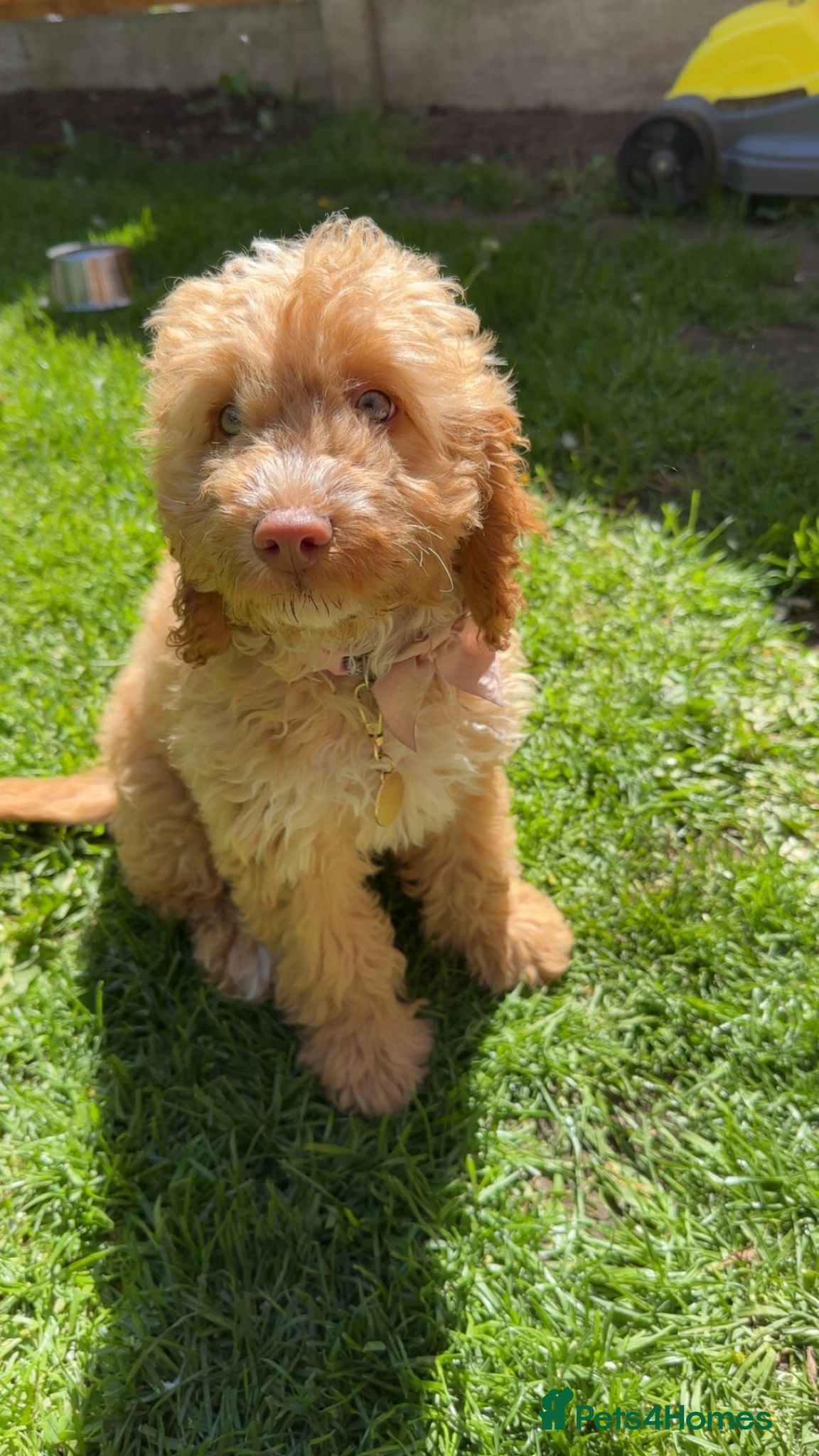 Cockapoo dogs Honey now looking for a new home  - Advert 2