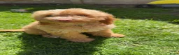 Cockapoo dogs for sale: Honey now looking for a new home  - Advert 2