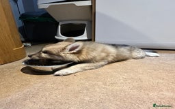 Mixed Breed dogs for sale: Beautiful puppy - Advert 2