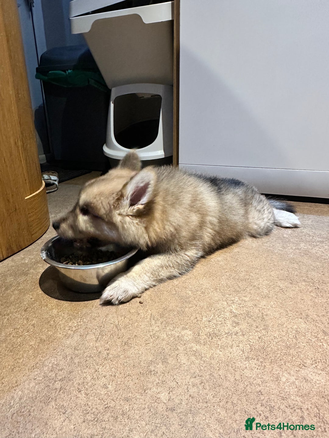 Mixed Breed dogs for sale: Beautiful puppy - Advert 2