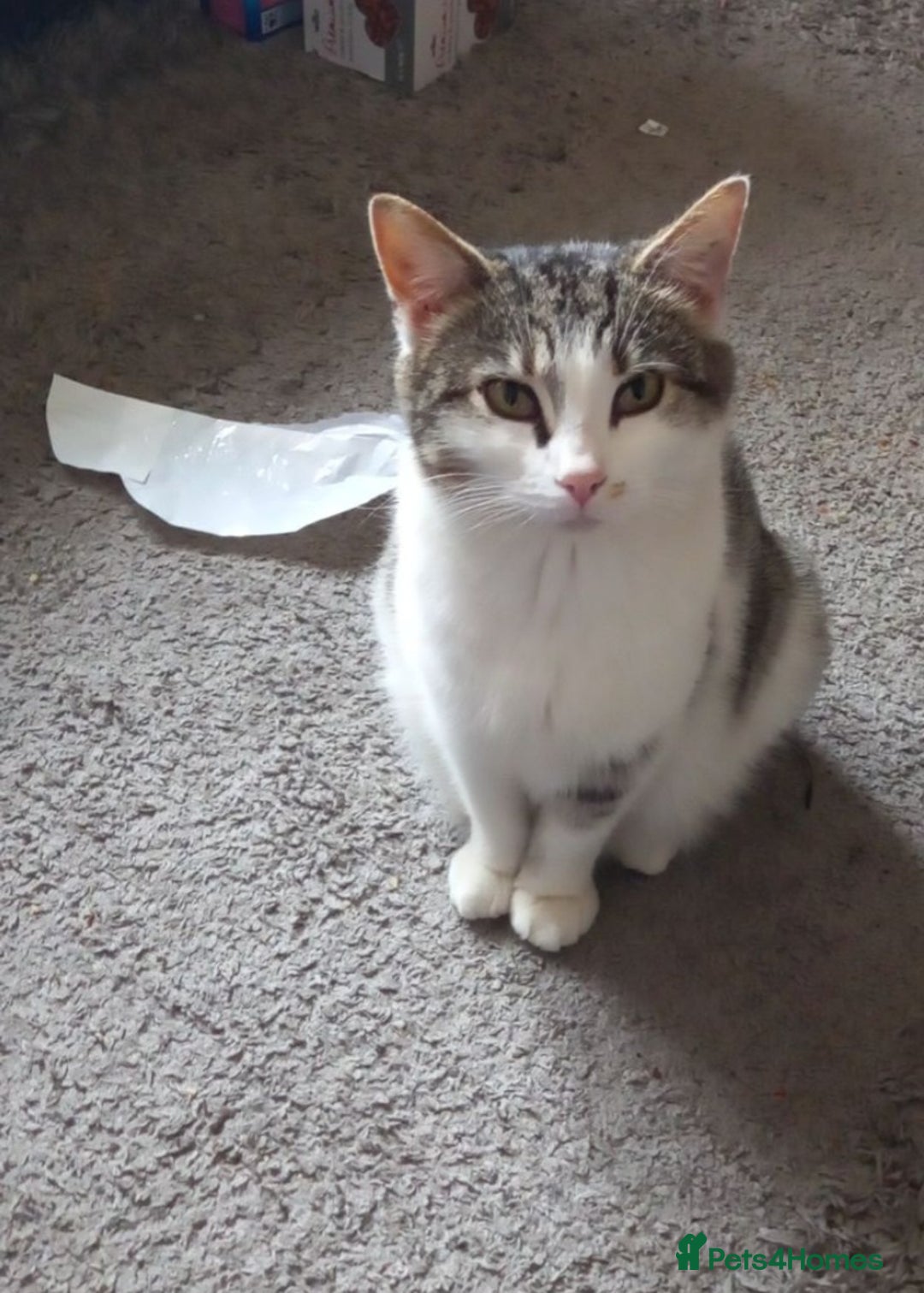 Mixed Breed cats for sale: Kittens - Image 5