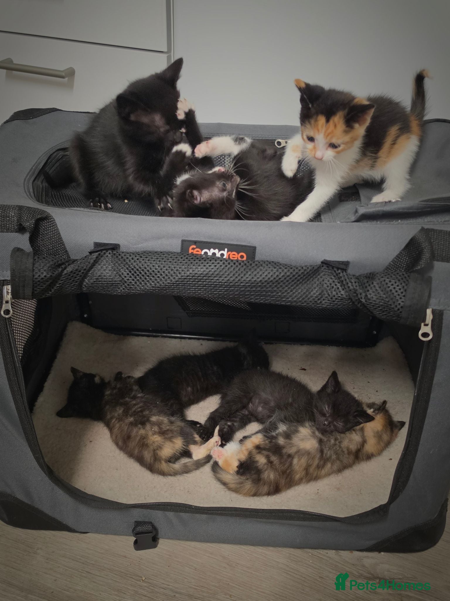 Mixed Breed cats Kittens for sale ready now  - Advert 8