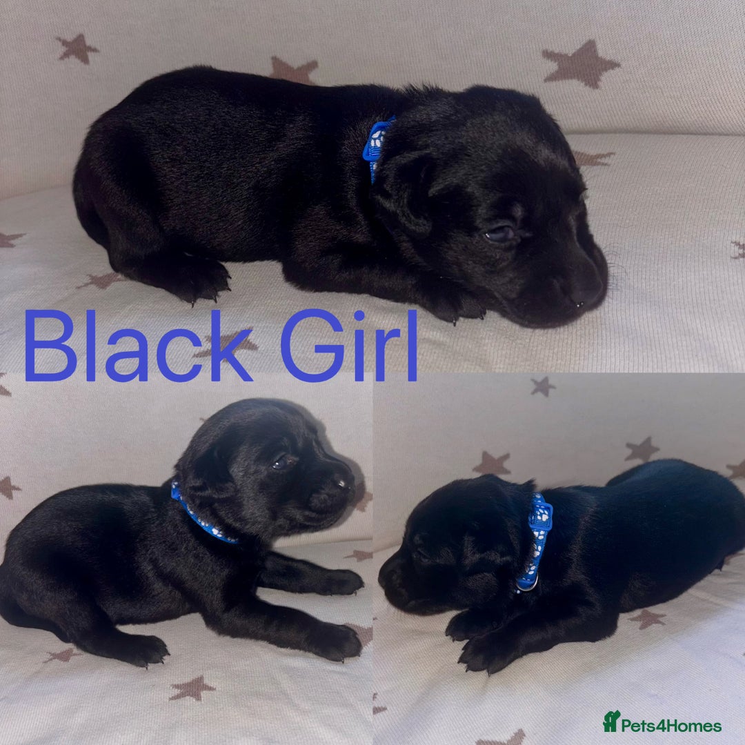 Labrador Retriever dogs for sale: Adorable Labrador Puppies–KC Registered - Advert 9