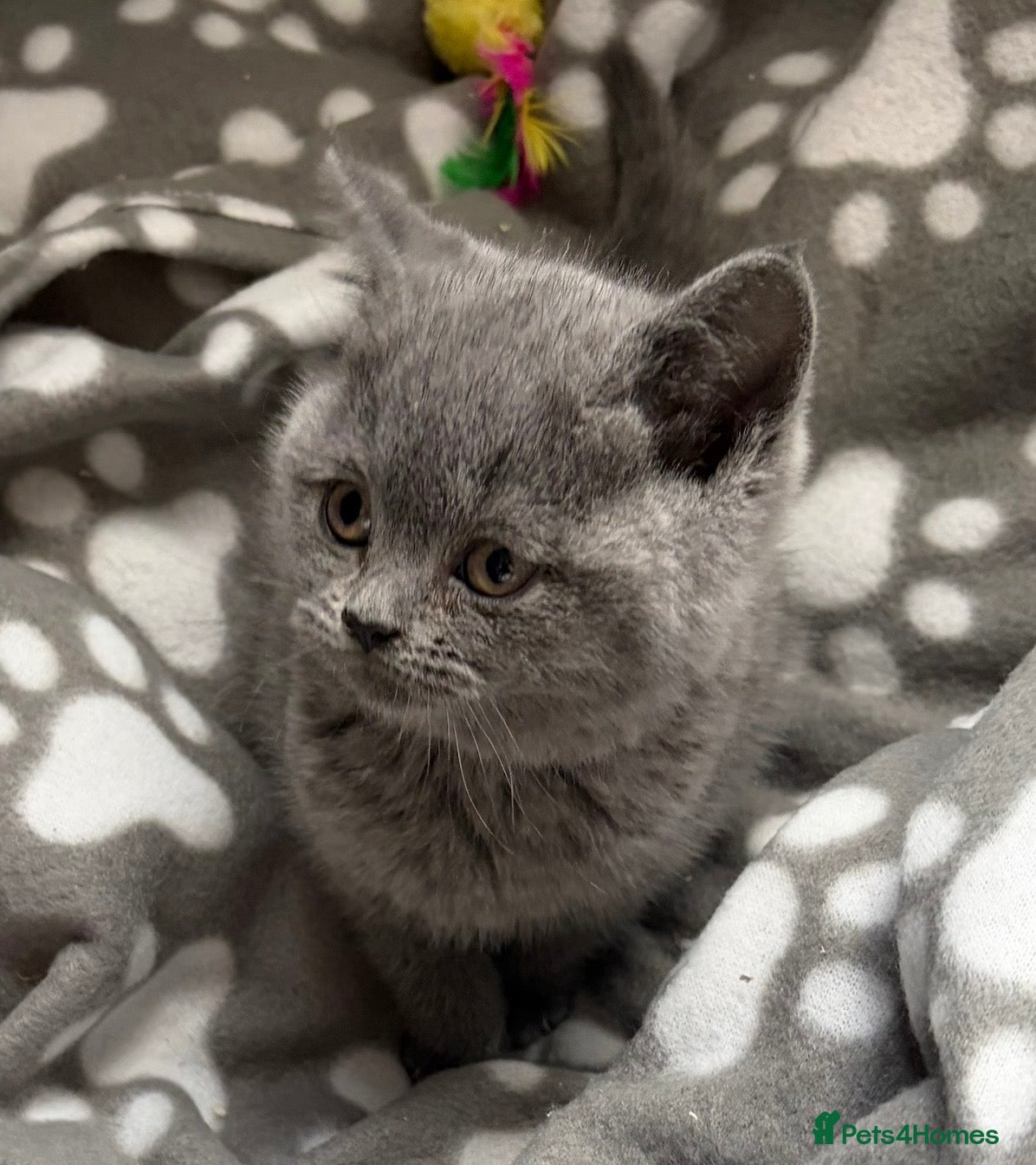 British Shorthair cats Gorgeous British shorthair kittens 🩷 - Advert 17