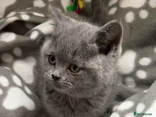 British Shorthair cats Gorgeous British shorthair kittens 🩷 - Advert 17