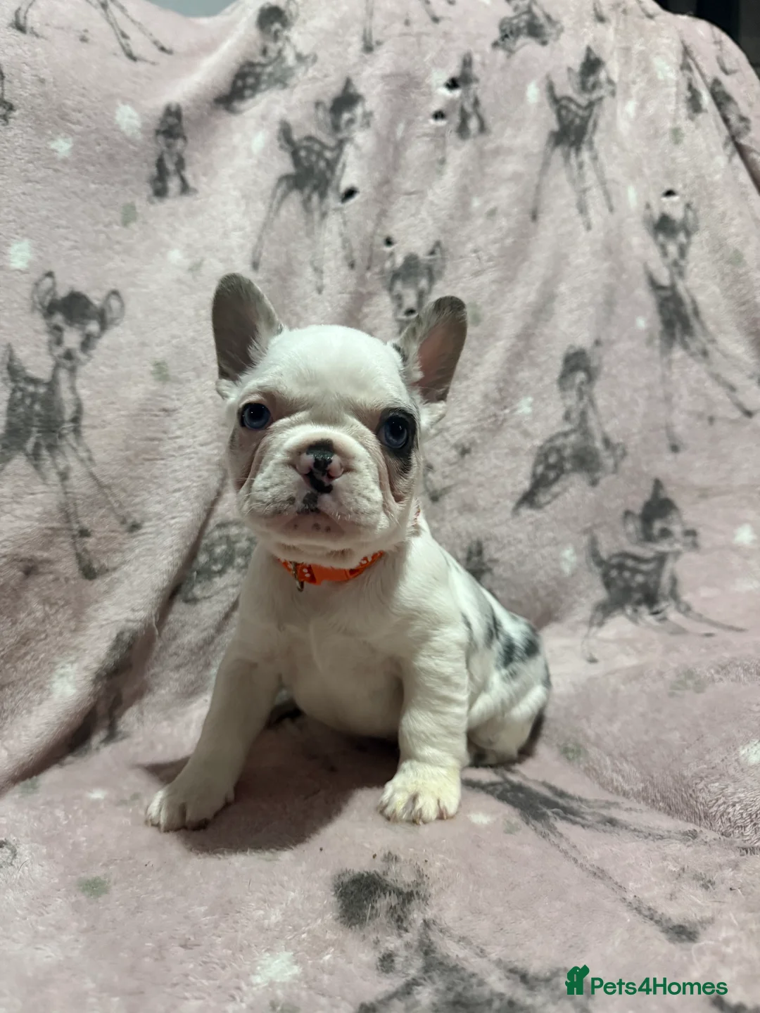 French Bulldog dogs for sale: LAST MALE LEFT beautiful KC reg French Bulldog - Advert 4