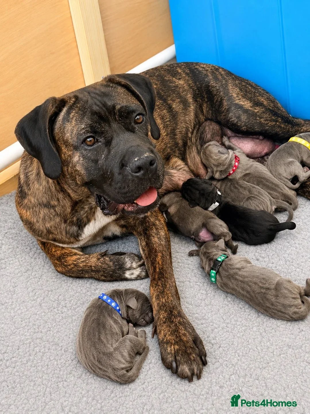 Cane Corso dogs for sale: Beautiful Cane Corso Puppies – 2 Boys, 2 Girls. in Sheffield - Advert 2