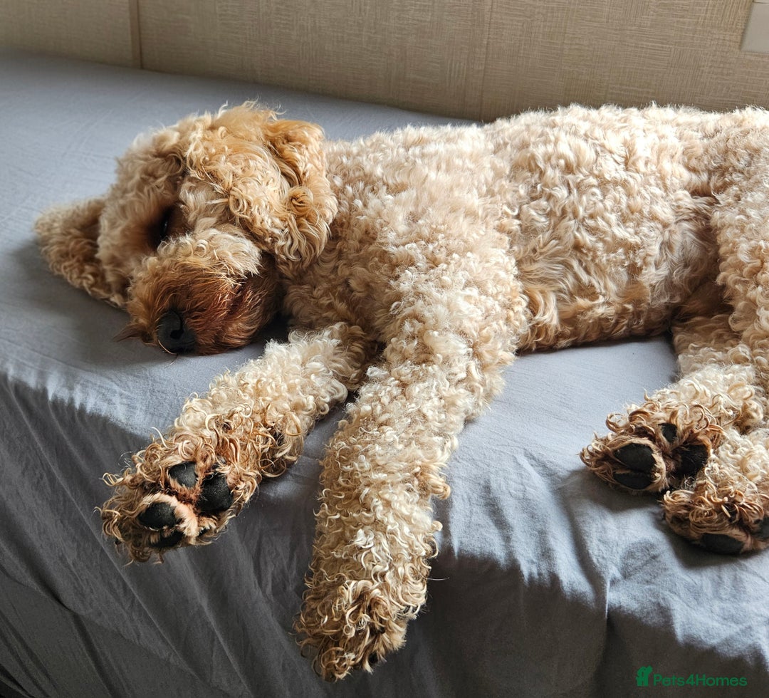 Cavapoo dogs for sale: Waffle, Looking For His Forever Home - Advert 4