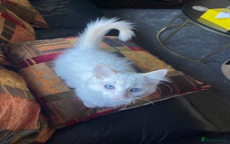 Ragdoll cats for sale: Ragdoll adults Purebred pedigree 5 generations  - Advert 29