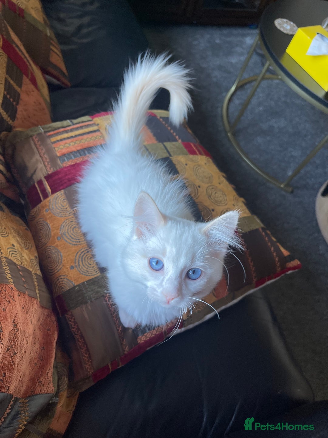 Ragdoll cats for sale: Ragdoll adults Purebred pedigree 5 generations  - Advert 29