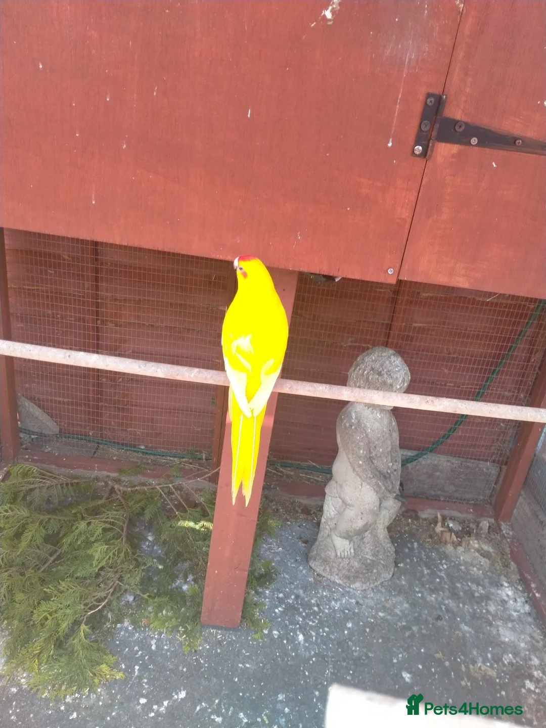Parakeets birds for sale: Stunning Yellow male Kakariki - Advert 2